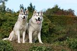 SIBERIAN HUSKY 830